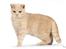 British Shorthair Ch. Creme Elli Cat 4 You  - Ch. Creme Elli Cat 4 You 