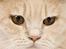 British Shorthair Ch. Creme Elli Cat 4 You  - Ch. Creme Elli Cat 4 You 
