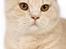 British Shorthair Ch. Creme Elli Cat 4 You  - Ch. Creme Elli Cat 4 You 