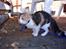 Huskat Amili (Mille) - Suure Mille :b Hun fik øje på en anden kat, og den skulle bestemt ikke ind på hendes territorie :b