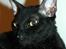 Cornish Rex Ebonny 