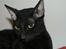 Cornish Rex Ebonny 