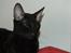 Cornish Rex Ebonny 