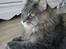 Maine Coon Gaffa