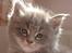 Maine Coon Gaffa