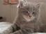 Maine Coon Gaffa