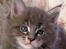 Maine Coon Gaffa
