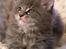Maine Coon Gaffa