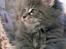Maine Coon Gaffa