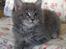Maine Coon Gaffa