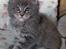 Maine Coon Gaffa