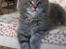 Maine Coon Gaffa
