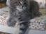 Maine Coon Gaffa