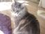 Maine Coon Gaffa