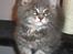Maine Coon Gaffa
