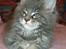 Maine Coon Gaffa