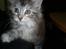 Maine Coon Happyness sky  R.I.P
