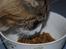 Maine Coon Mocca