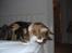 Maine Coon Mocca
