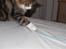 Maine Coon Mocca