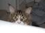 Maine Coon Mocca