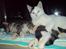 Huskat bulder