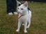 Huskat bulder