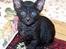 Cornish Rex Ebonny  - Ebonny som killing...