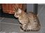 Ocicat Cassiopeia (kaldet Peia)