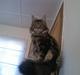 Maine Coon Athilla