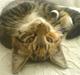 Blanding af racer  » Nala