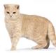 British Shorthair Ch. Creme Elli Cat 4 You 