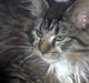 Maine Coon Fie