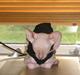 Peterbald rynke