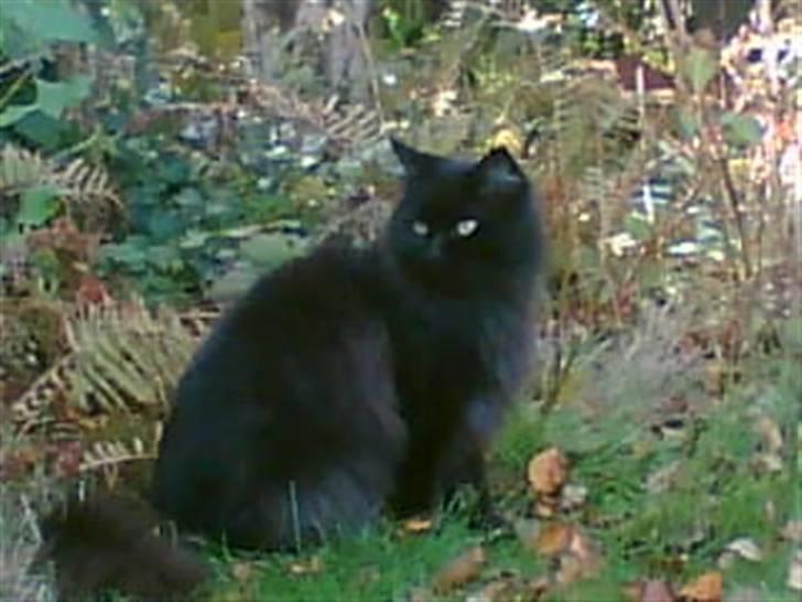 Maine Coon Mia R.I.P billede 6