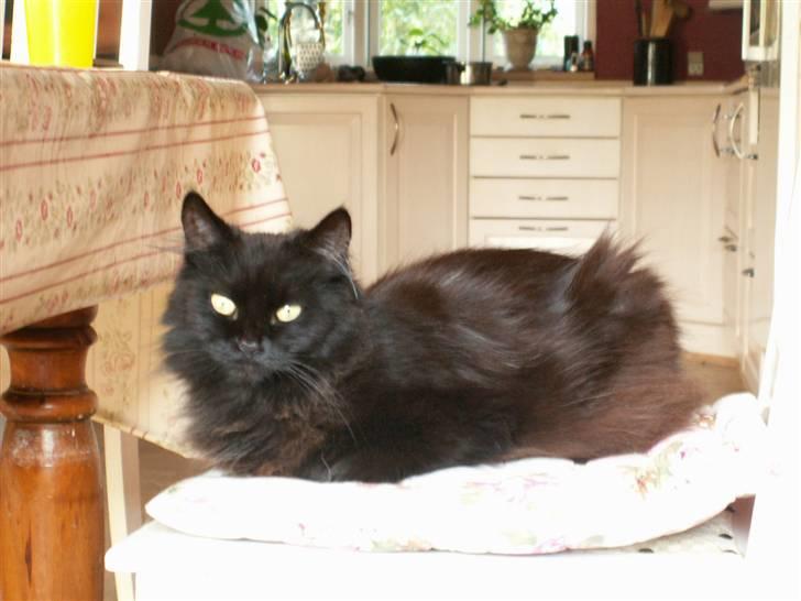 Maine Coon Bella R.I.P  billede 9