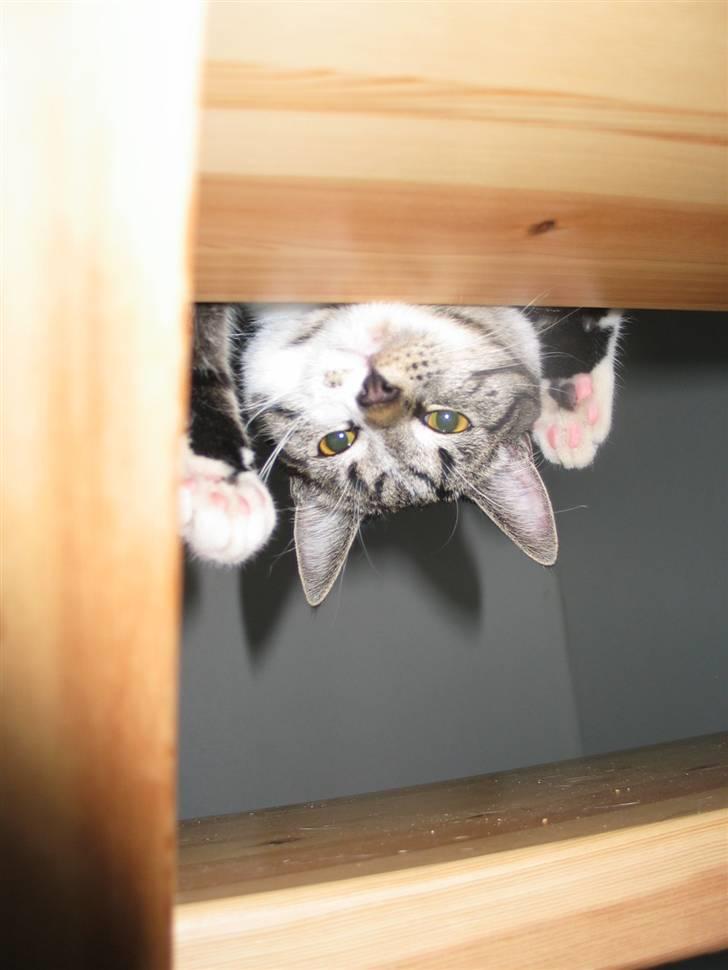 Huskat Simon billede 12