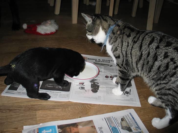 Huskat Simon - Simon og hans nye ven Rollo spiser A38 billede 13