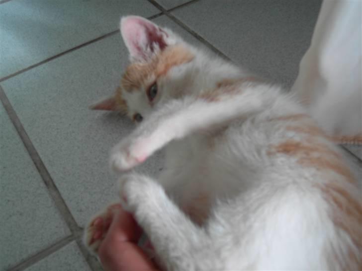 Huskat Basse (R.I.P) billede 16
