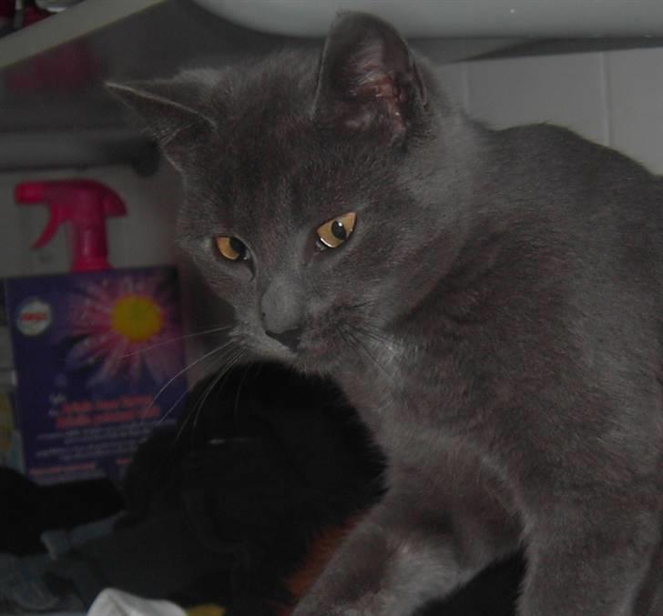 Huskat Balu '' solgt '' billede 1