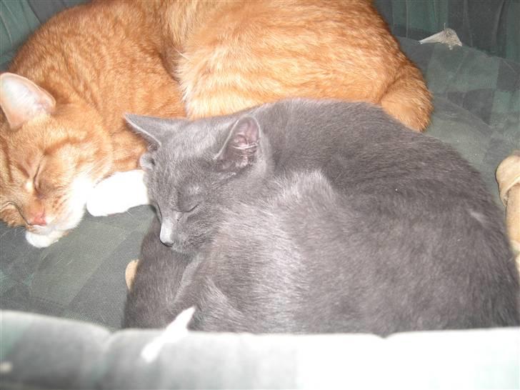 Huskat Balu '' solgt '' billede 2