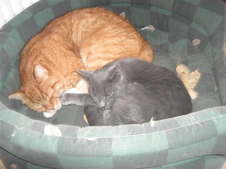 Huskat Balu '' solgt '' billede 3