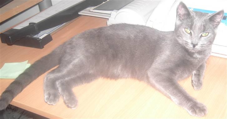 Huskat Balu '' solgt '' billede 4