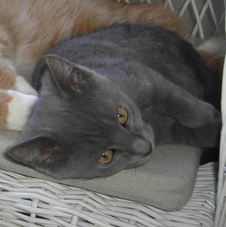 Huskat Balu '' solgt '' billede 5