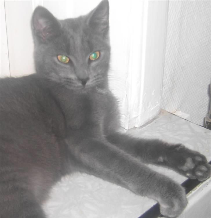 Huskat Balu '' solgt '' billede 6