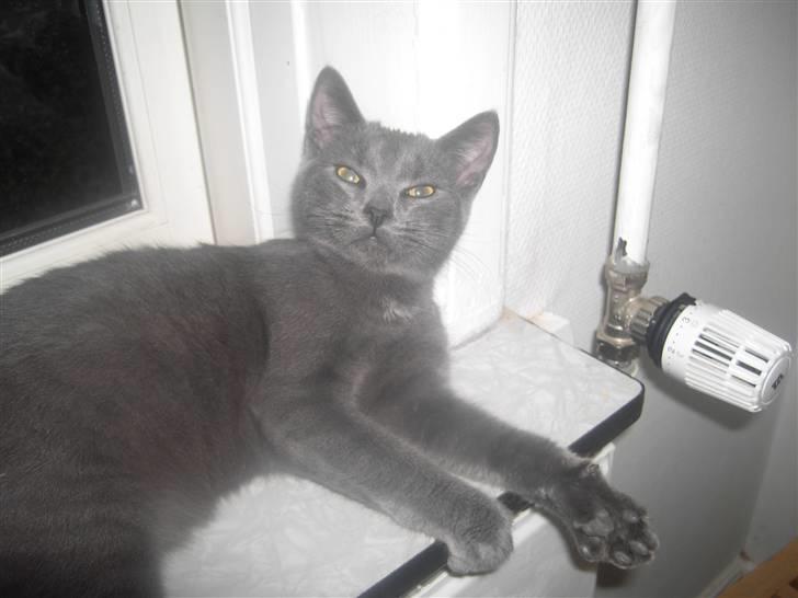 Huskat Balu '' solgt '' billede 7