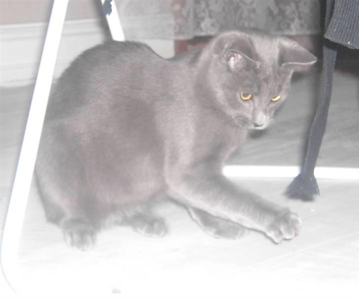 Huskat Balu '' solgt '' billede 8