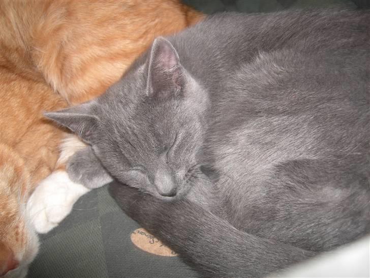 Huskat Balu '' solgt '' billede 9