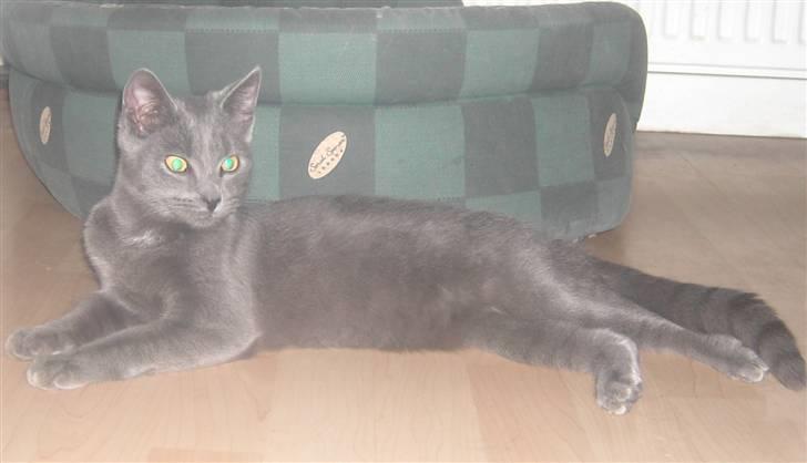 Huskat Balu '' solgt '' billede 10