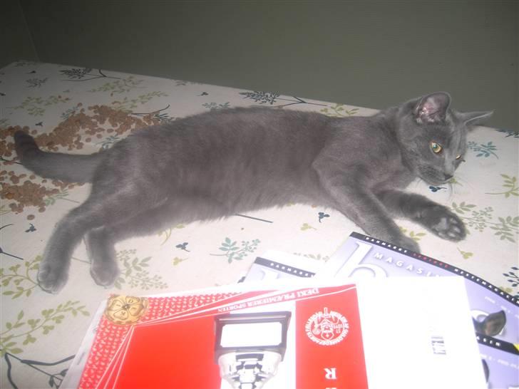 Huskat Balu '' solgt '' billede 11